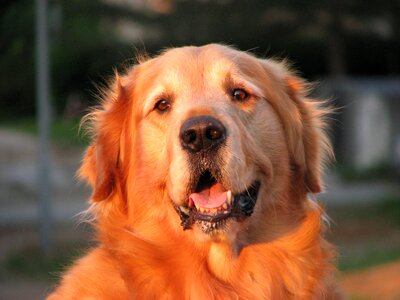 Pet nature outside