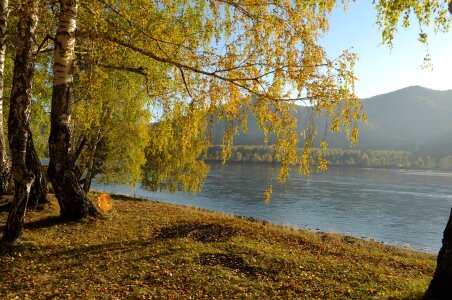 Branches river yellow