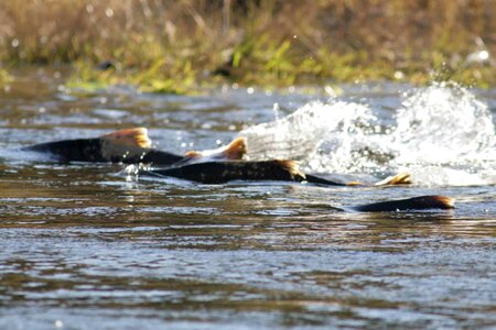 Fish Oncorhynchus tshawytscha Oncorhynchus tshawytscha