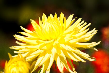 Plant composites yellow photo
