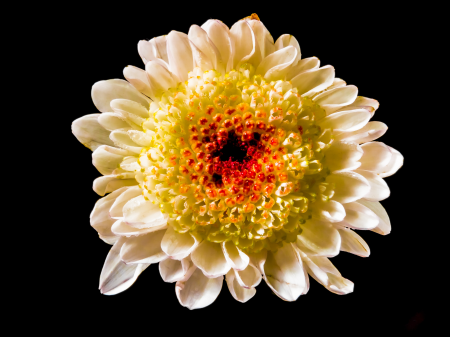 Bloom flower white yellow red