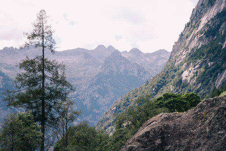 Mountain Landscape with trees photo