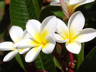 Blossom bloom petal