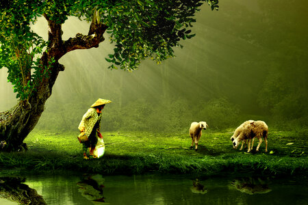 Women at the river with sheep