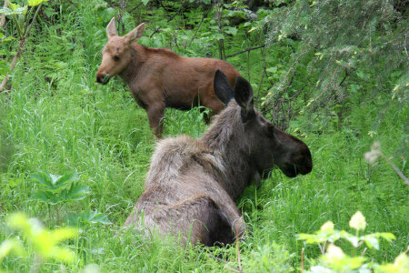 Moose and Calf-2 photo