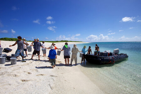 Nihoa Millerbird Translocation-1