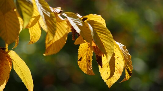 October deciduous forest forest