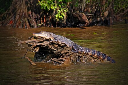 Reptile swamp lizard photo