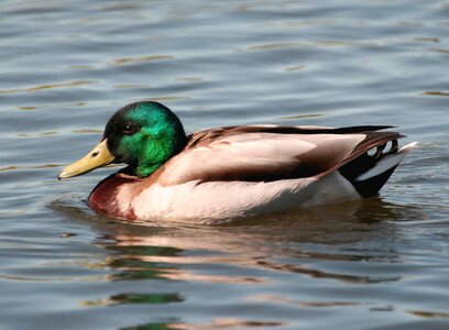 Breeding detailed duck
