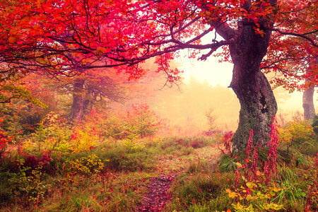Autumn landscape with Fog scenery photo