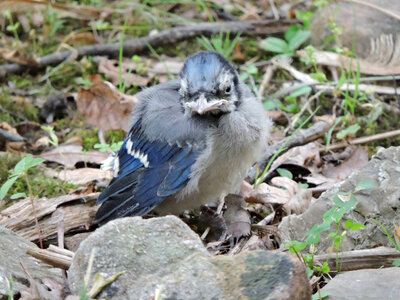 Juvenile Blue Jay-2