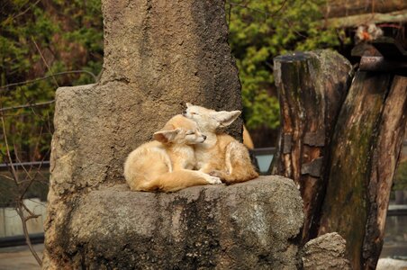 Zoo fennec fox autumn