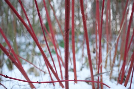 Plant stalk red photo