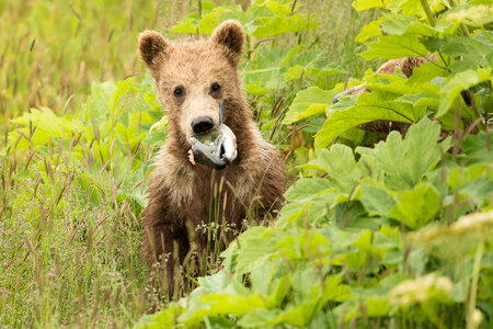 Kodiak bear cub with fish