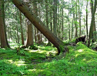 Trees nature overturned photo