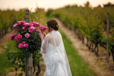 Bride roses vineyard