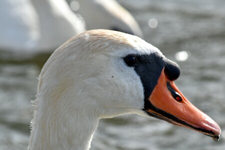 Wildlife waterfowl aquatic bird photo