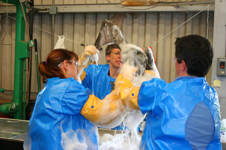 Oil impacted Brown pelican gets a cleaning-2