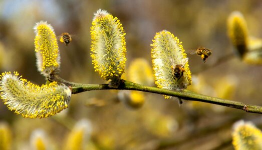 Animal arthropod beautiful flowers