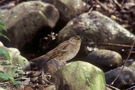 Bird little rocks
