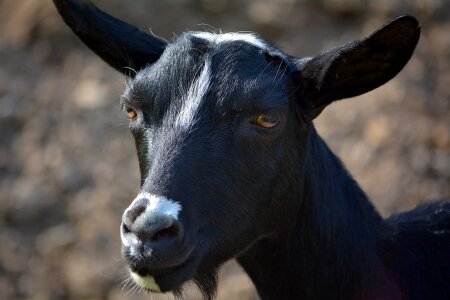 Farm creature animal world photo