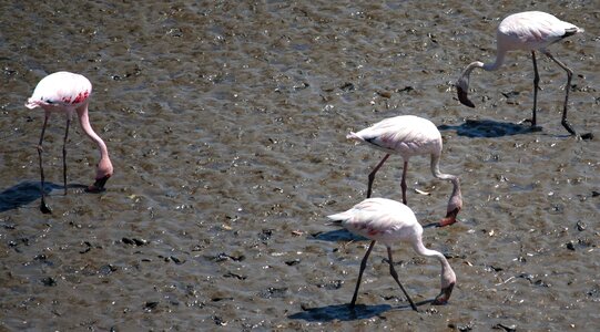 Animal bird fauna photo