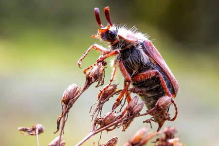 Animal arthropod beautiful flowers