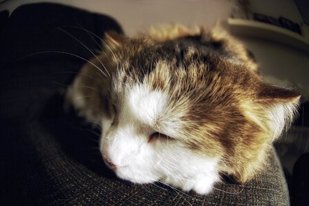Sleeping Cat Close Up photo