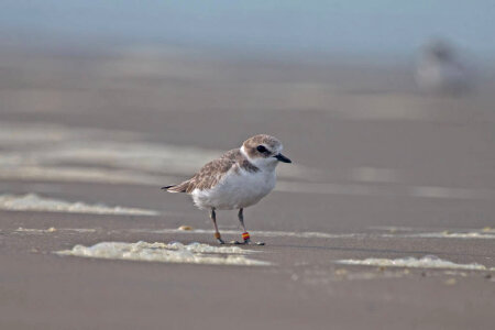 Western Snowy Plover