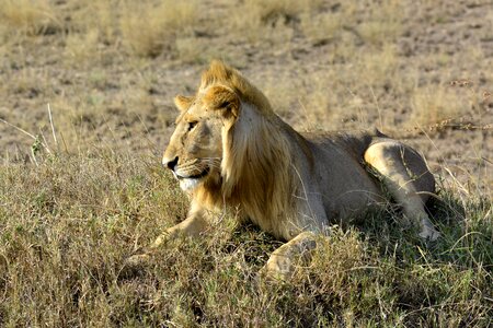 Animal kenya safari photo