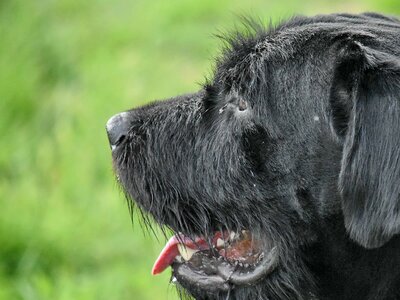 Schnauzer canine portrait photo