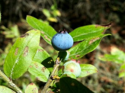 Forest nature fruit photo