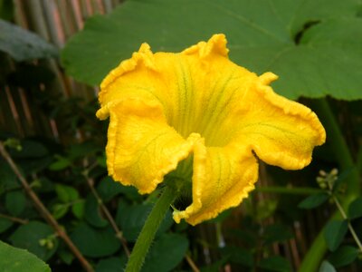 Yellow autumn decoration