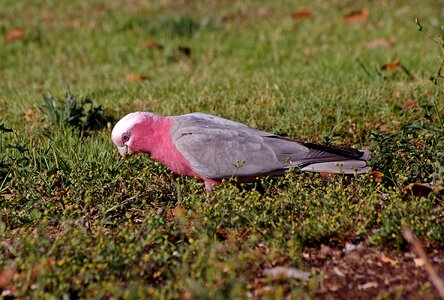 Bird pink grey