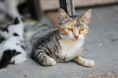 Kitten domestic cat pet photo