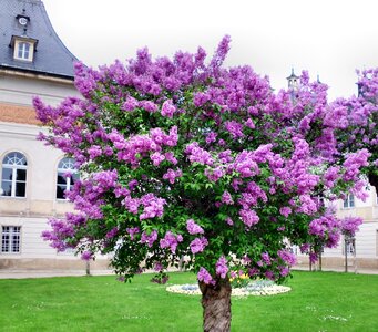 Ornamental shrub blossom bloom
