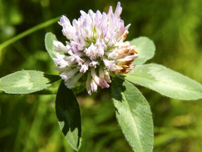 Pointed flower grassland plant fabaceae photo