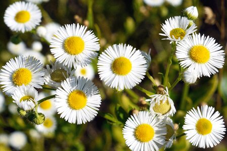 Blossom flora flower