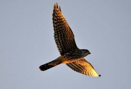 Predator flying wildlife