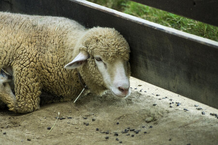 7 Sheep