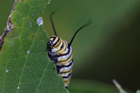 Monarch butterfly larvae feeding on milkweed-3