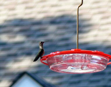 Feeder hummingbird photo