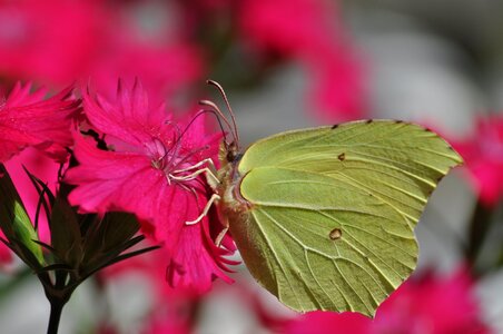 Insect summer nature photo