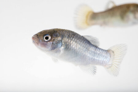 Devils Hole Pupfish in captivity-3