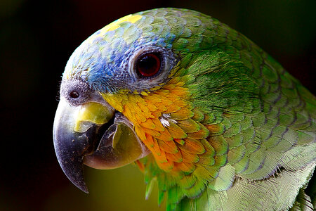 Close up detail of Parrot's Head photo