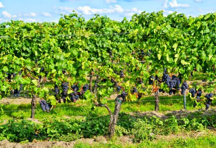 Autumn vineyard wine harvest