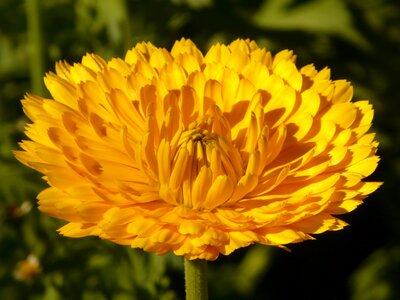 Naturopathy medicinal plant flower photo