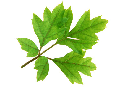 Light green leaves isolated on white background