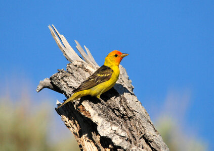 Western Tanager photo