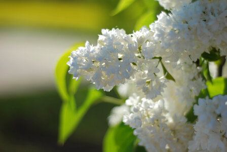 White lilac photo